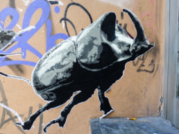 #0179 Rhinoceros Beetle
